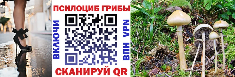 Псилоцибиновые грибы Psilocybine cubensis  Долгопрудный 